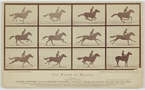 Fig. 5. Eadweard Muybridge, The Horse in Motion: “Sallie Gardner,” 1878. Albumen photograph mounted on card, dimensions unknown. Iris and B. Gerald Cantor Center for Visual Arts at Stanford University, Stanford Family Collections. 