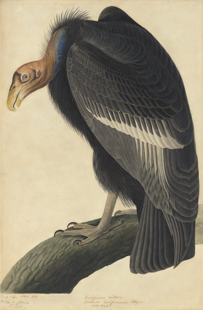 Scientific watercolor illustration of a California condor