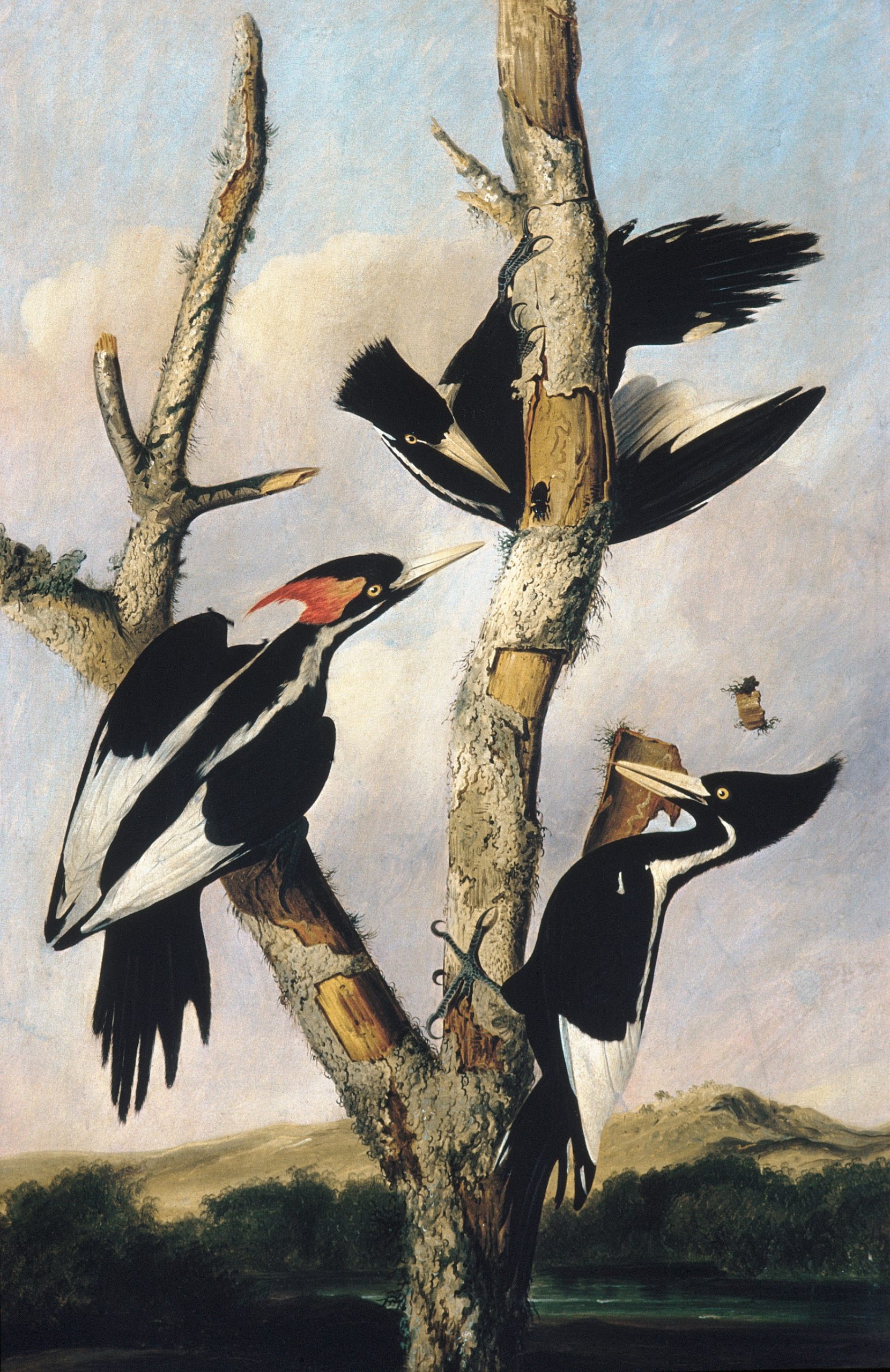 Painted scientific illustration of three woodpeckers on a dead tree