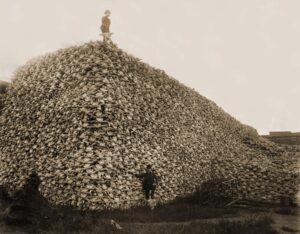 Black-and-white photograph of a mountain of buffalo skulls with one man standing on top of it and another at its based. The mountain is at least three times the men's height.