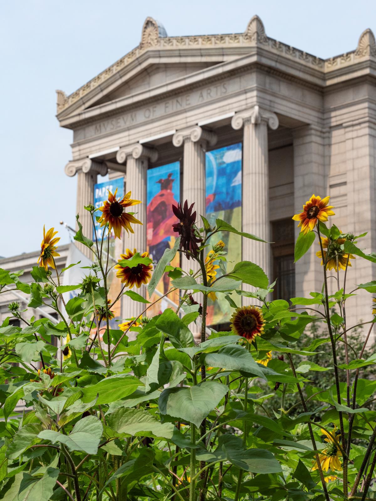Color photograph of sunflowers growing outside a neoclassical stone building with columns and the words "Museum of Fine Arts" under its pediment