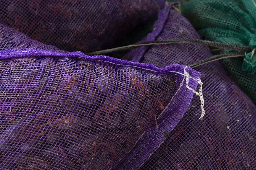 Photograph of purple nets with crustaceans inside