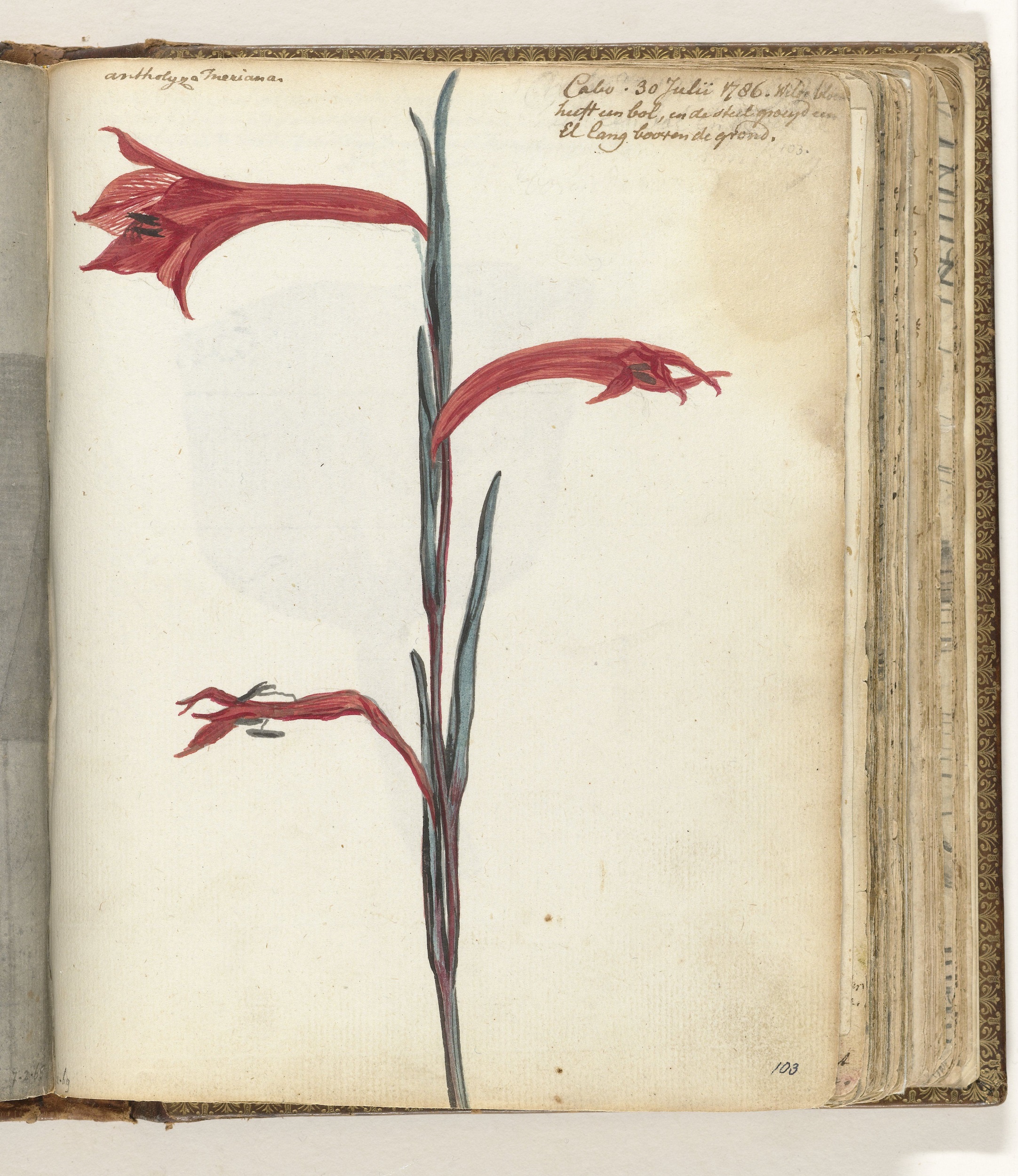Page from a scrapbook featuring a painting of red flowers on a stalk