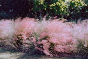 Color photograph of feathery pink plantings in an outdoor setting