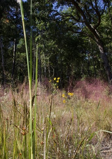 Color photograph of feathery pink fronds of sweetgrass growing in the wild in a semi-wooded landscape