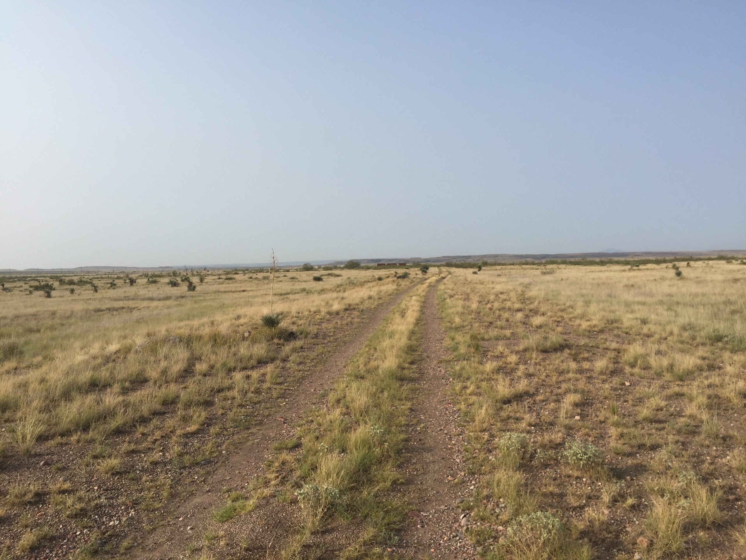 View of a dirt road with two tire tracks stretching toward the horizon in a desert landscape covered with scrub grass
