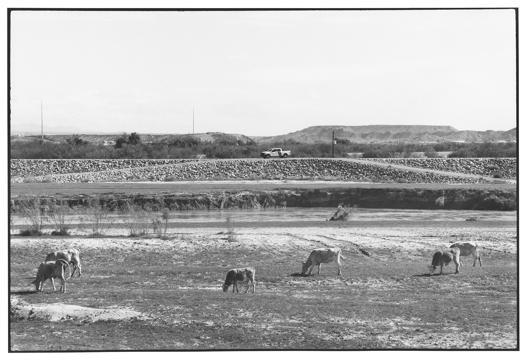 Black-and-white photograph of a desert landscape with a truck on a roadway in the background and cows grazing in the foreground