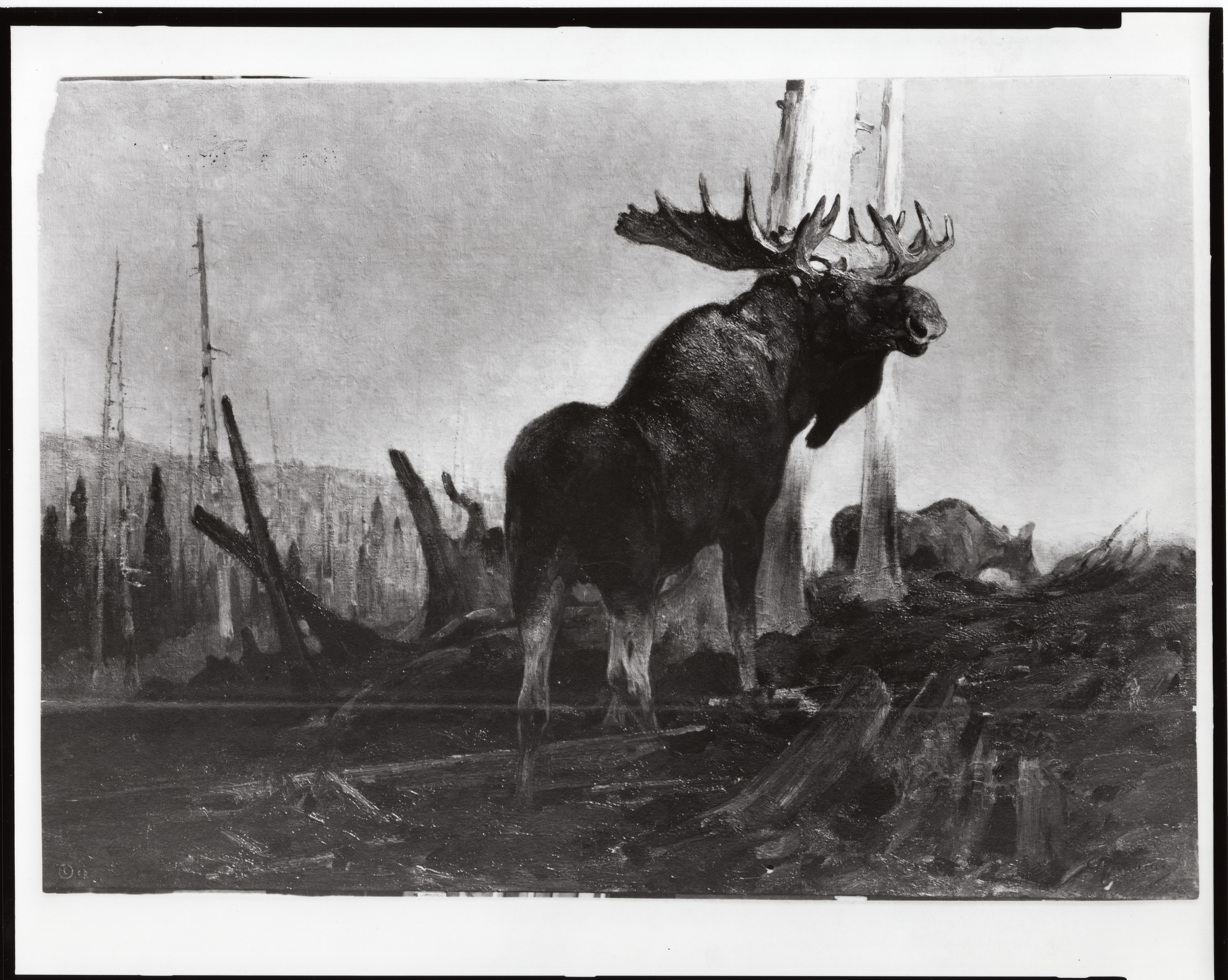 Black-and-white photograph of an oil painting of a moose with full antlers standing in a cleared field with bare tree trunks