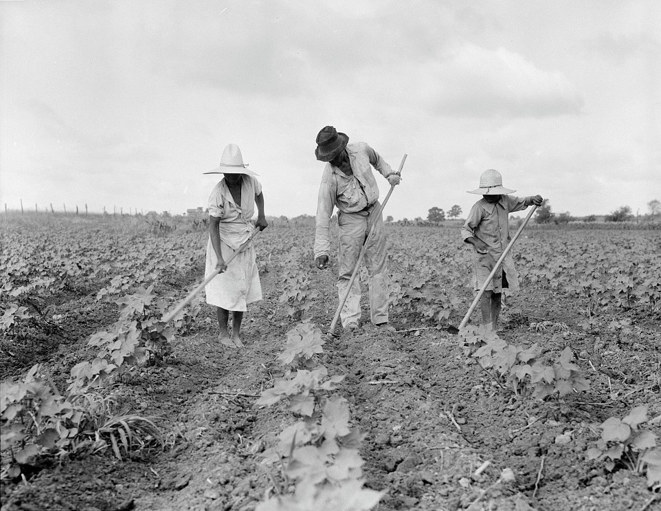 Black-and-white photograph of three Black women in wide-brimmed hats hoeing a cultivated field.