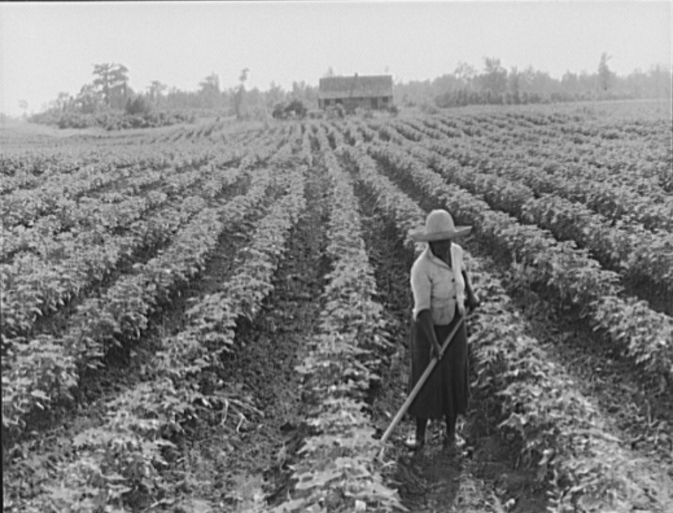 Black-and-white photograph of a Black woman wearing a wide-brimmed hat, a shirtwaist, and a dark skirt, hoeing a cultivated field.